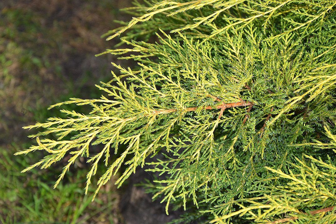 Jałowiec Pfitzera Gold Star Juniperus pfitzeriana C2