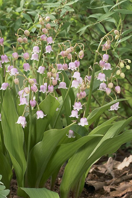 Konwalia majowa Rosea Convallaria majalis P9