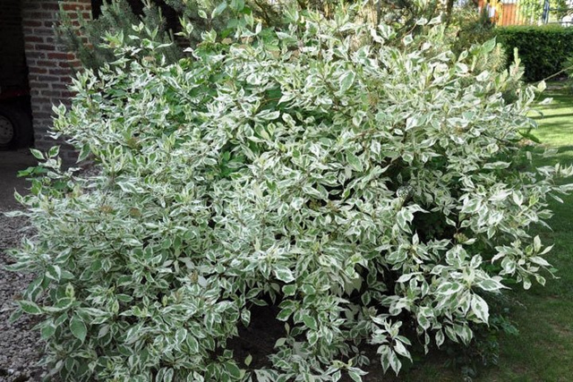 Dereń biały Elegantissima Cornus alba C5