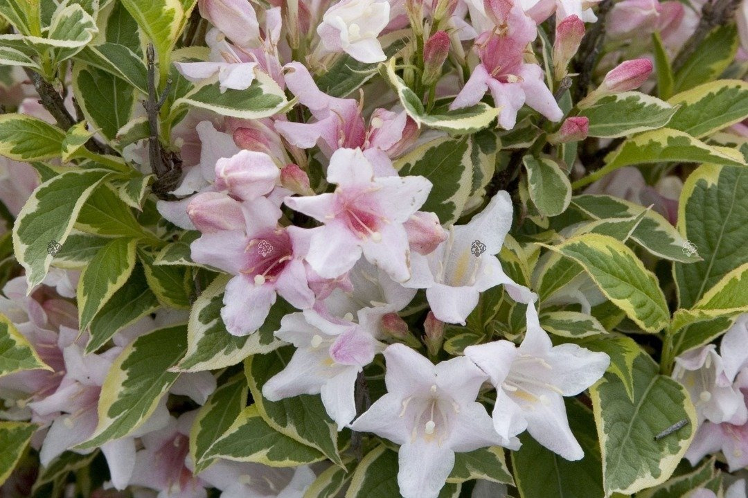 Krzewuszka cudowna Nana Variegata Weigela florida C2