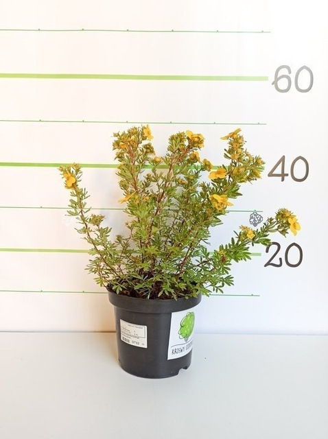 Pięciornik krzewiasty Goldfinger Potentilla fruticosa C2