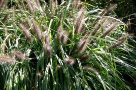 Rozplenica japońska Moudry Pennisetum alopecuroides C2