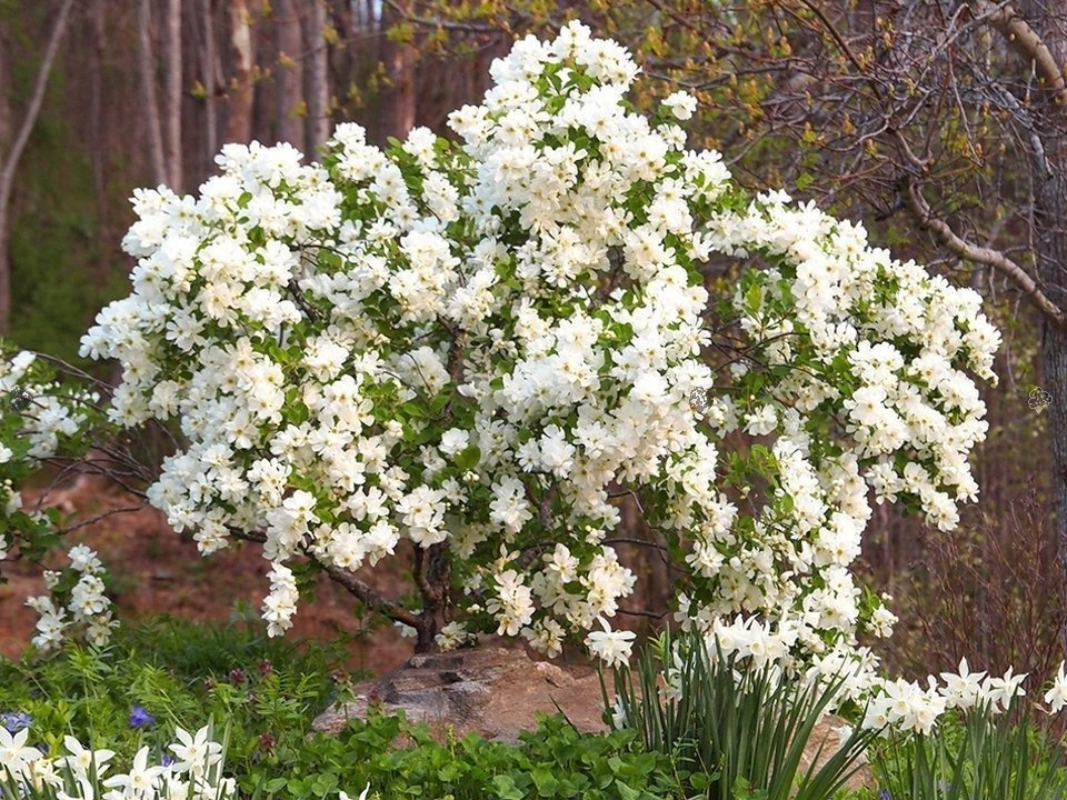 Obiela Snow Day Blizzard PBR Exochorda C3