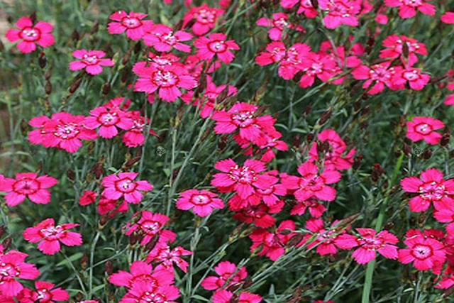 Goździk kropkowany Splendens Dianthus deltoides P9