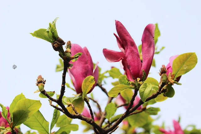 Magnolia Susan Magnolia C5