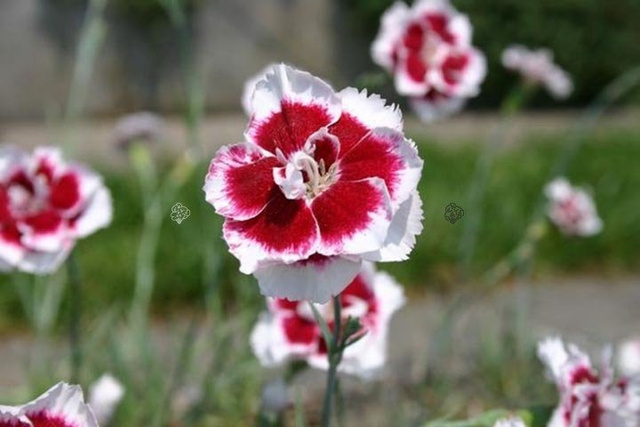 Goździk Alwooda Alice Dianthus allwoodii C3