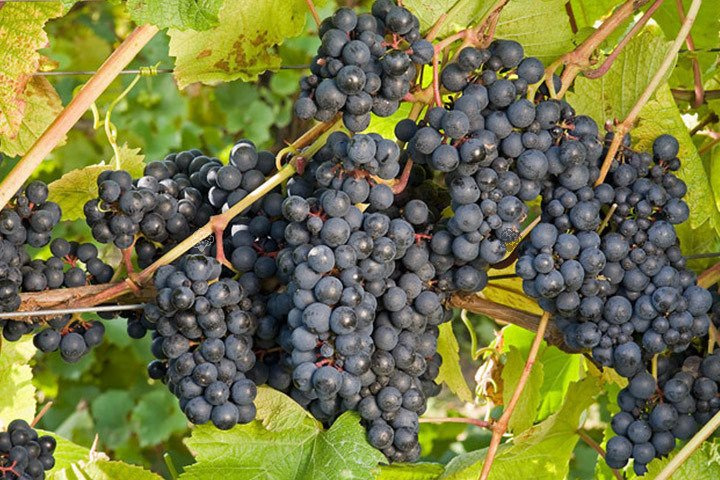 Winorośl Rondo Vitis C2