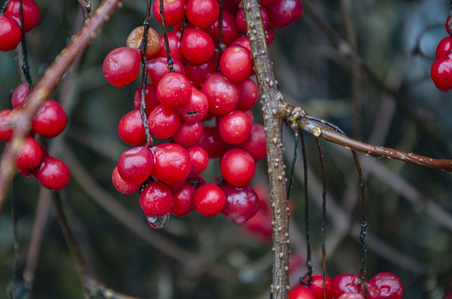 Cytryniec chiński Schisandra chinensis C2