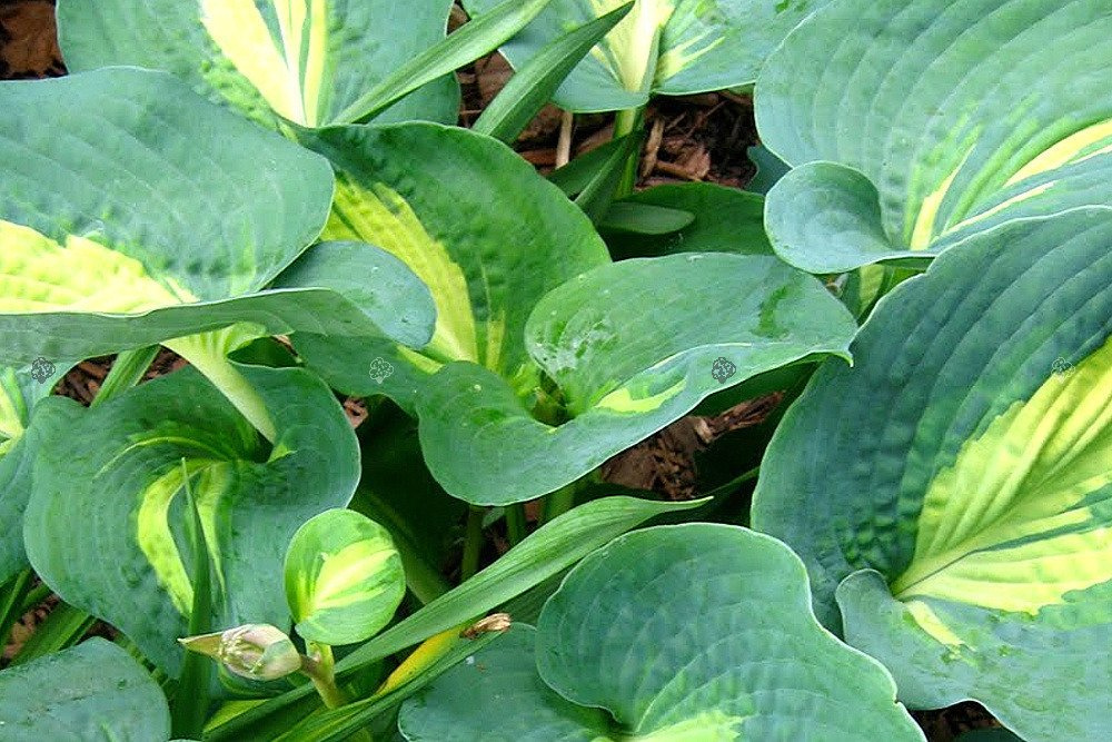 Funkia Dream Queen Hosta C2
