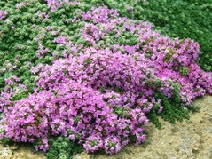 Macierzanka wczesna Pseudolanuginosus Thymus praecox C2