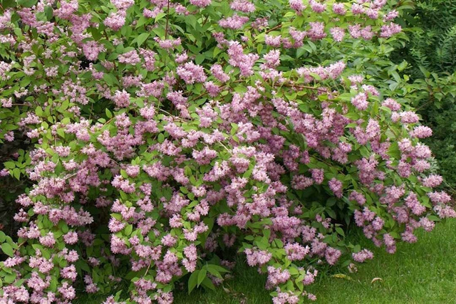 Żylistek mieszańcowy Strawberry Fields Deutzia hybrida C2