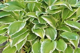 Funkia Sunshine Glory Hosta C3