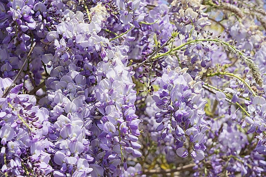 Glicynia chińska Blau Wisteria sinensis P9