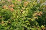 Klon palmowy Katsura Acer palmatum
