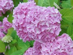 Hortensja ogrodowa Semperflorens Hydrangea macrophylla P9