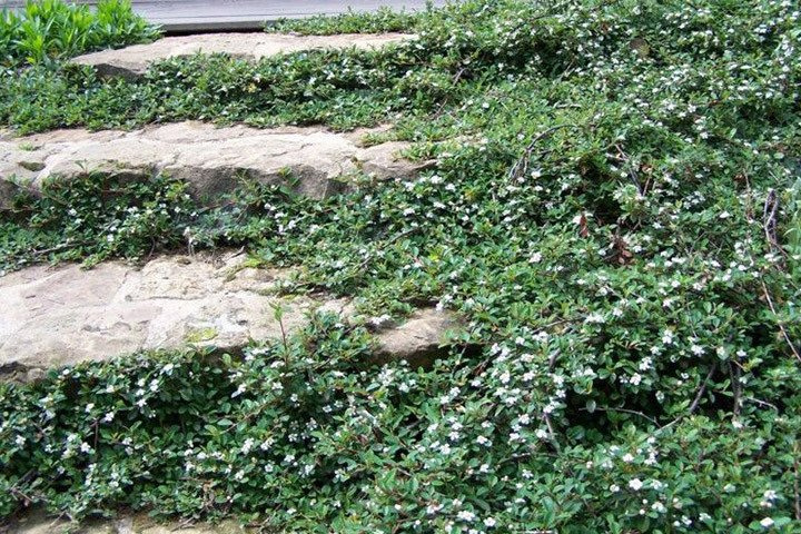 Irga płożąca Dammera Major Cotoneaster dammeri P9