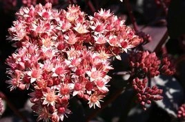 Rozchodnik Purple Emperor Sedum P13