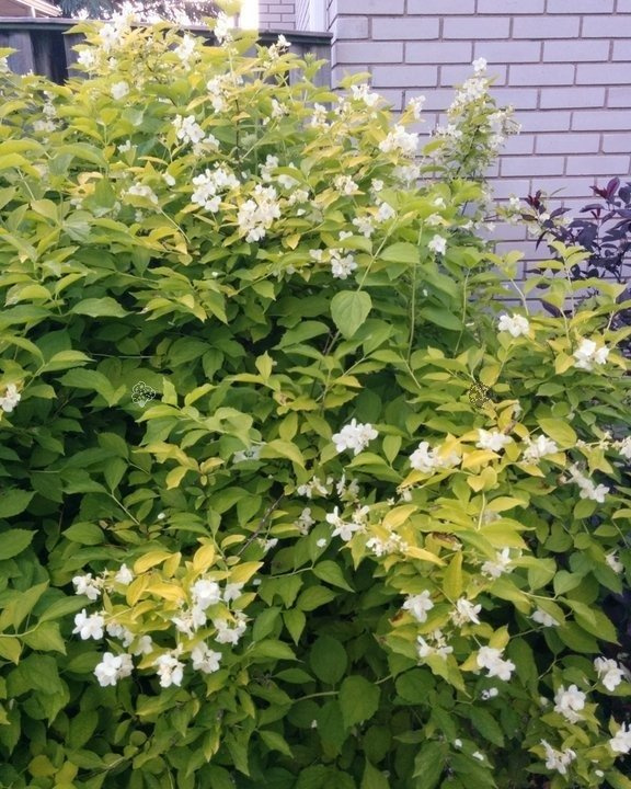 Jaśminowiec wonny Philadelphus coronarius P9