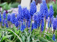 Szafirek armeński Muscari armeniacum