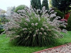 Rozplenica japońska Lady U PBR Pennisetum alopecuroides C1