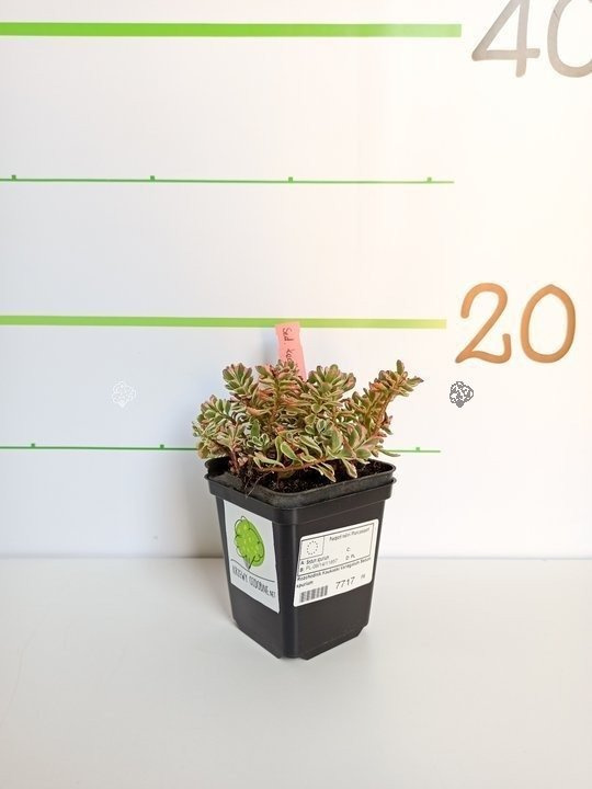 Rozchodnik kaukaski Variegatum Sedum spurium P9