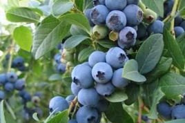 Borówka amerykańska Duke Vaccinium corymbosum P9