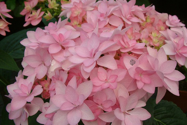 Hortensja ogrodowa King George V Hydrangea macrophylla C2