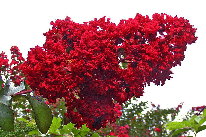 Lagerstroemia indyjska Red Imperator Lagerstroemia indica P9