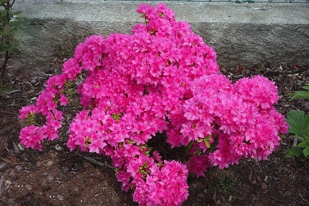 Azalia japońska Kermesina Rhododendron obtusum C2