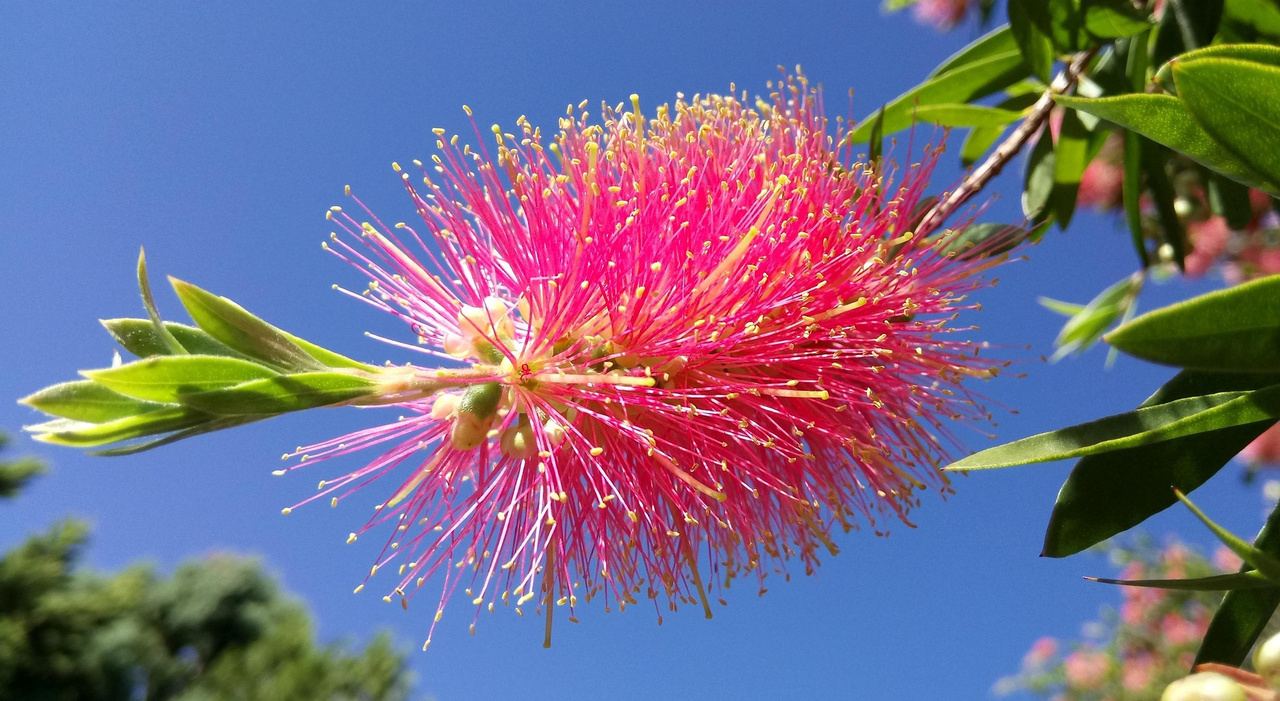 Kuflik Rosa Callistemon P9