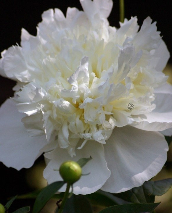 Piwonia biała Paeonia C2