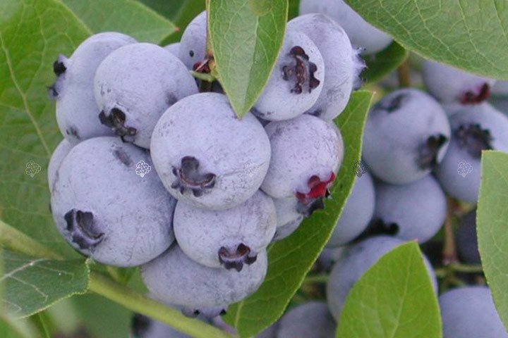 Borówka amerykańska Bluejay Vaccinium corymbosum