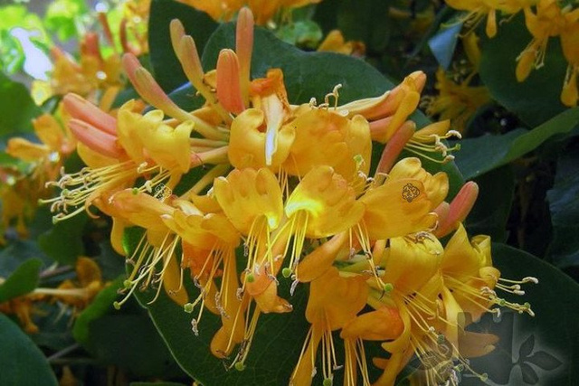Wiciokrzew Tellmana Lonicera tellmaniana P9