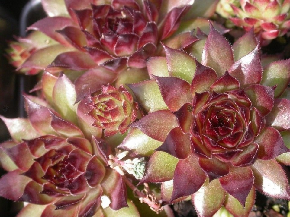 Rojnik Bronco Sempervivum P9