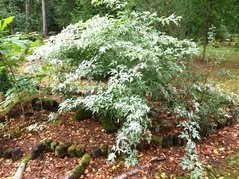 Bez czarny Pulverulenta Sambucus nigra C3