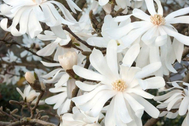 Magnolia gwiaździsta Royal Star Magnolia stellata C2