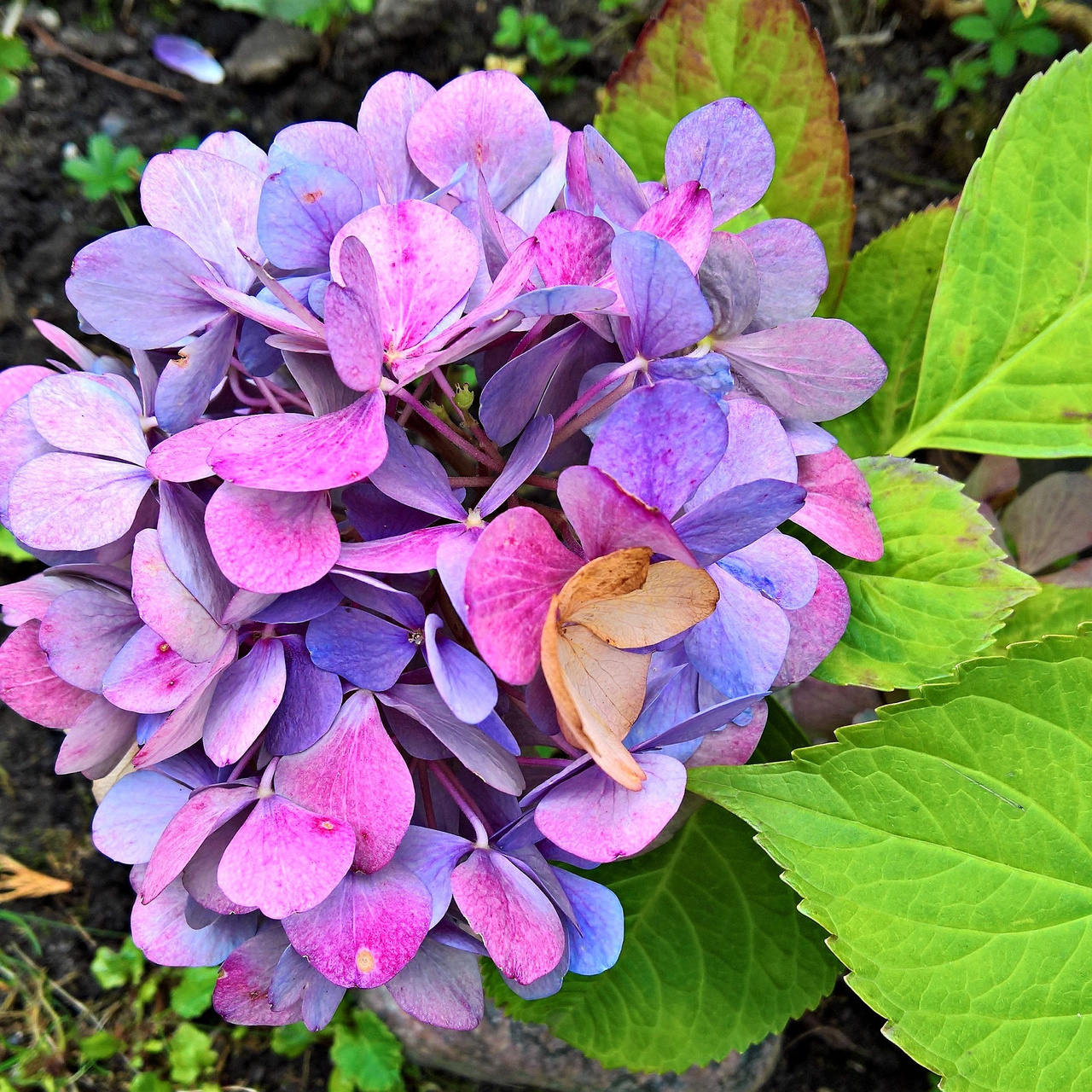 Hortensja ogrodowa Masja Hydrangea macrophylla P9