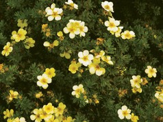 Pięciornik krzewiasty Longacre Potentilla fruticosa P9