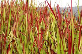Imperata cylindryczna Red Baron Imperata cylindrica C5