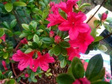 Azalia japońska Geisha Red Rhododendron obtusum C2