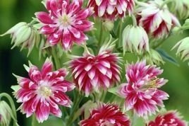 Orlik pospolity Nora Barlow Aquilegia vulgaris C2
