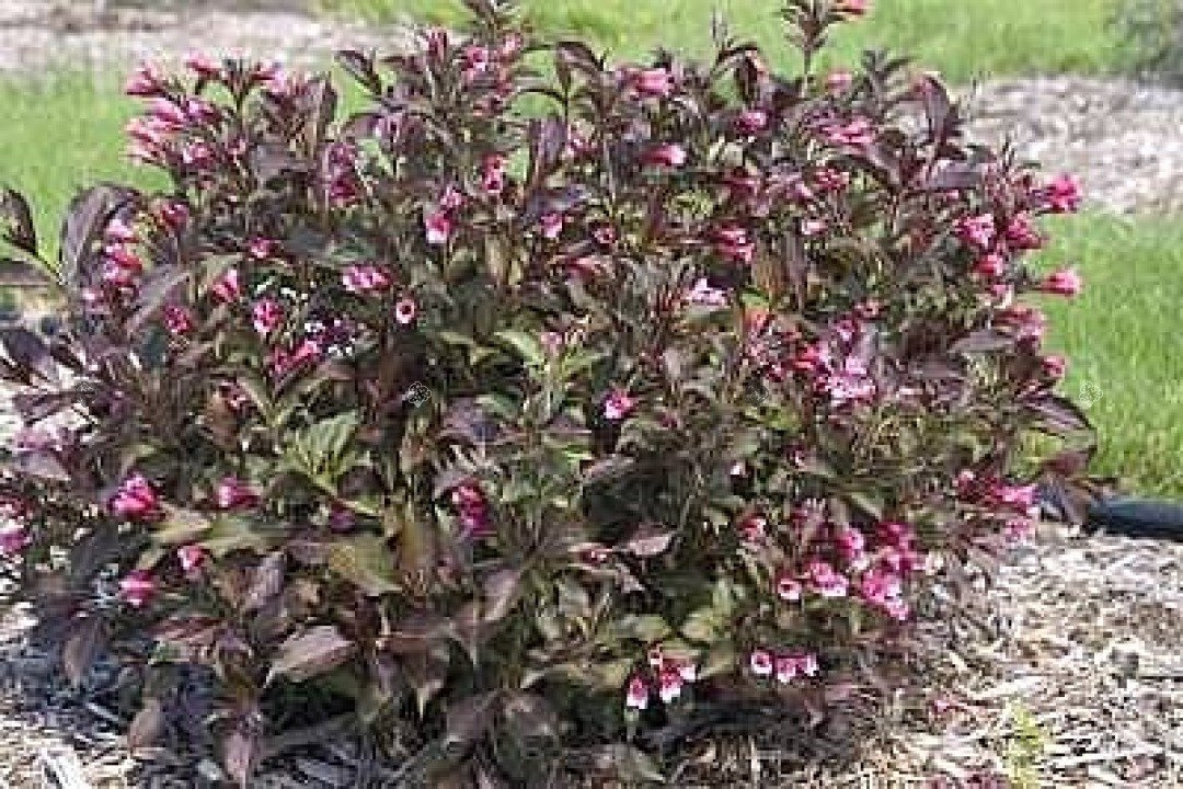 Krzewuszka wczesna Samba Weigela praecox P9
