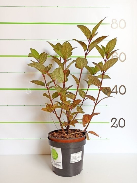 Hortensja bukietowa Early Sensation PBR Hydrangea paniculata C3