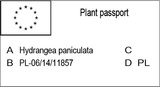 Hortensja bukietowa Hercules PBR Hydrangea paniculata