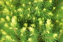 Świerk biały Rainbow's End Picea glauca C3