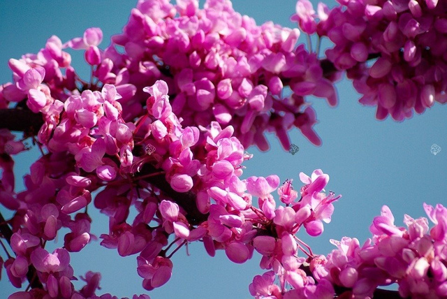 Judaszowiec kanadyjski Cercis canadensis C5