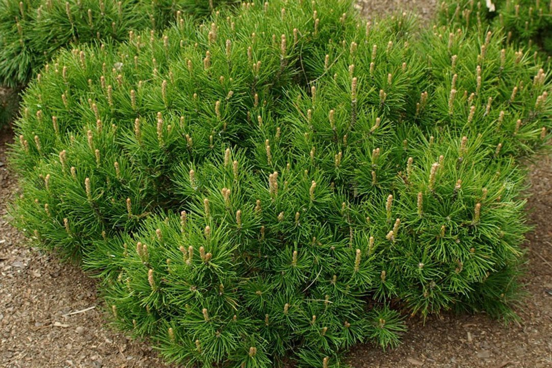 Sosna kosodrzewina Pumilio Pinus mugo P9