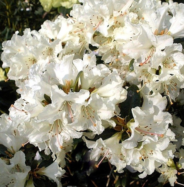 Różanecznik lapoński Cream Crest Rhododendron lapponicum C1,5