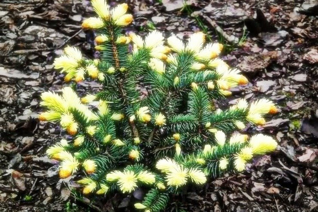 Świerk kłujący Białobok Picea pungens C5