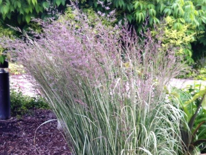 Trzcinnik ostrokwiatowy Overdam Calamagrostis acutiflora C2